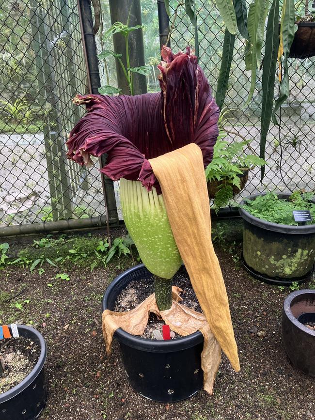 The Cairns Botanic Gardens has confirmed its Amorphophallus titanium, colloquially known as the Corpse Flower has officially 'deflated' after three days in bloom. Photo: Supplied.