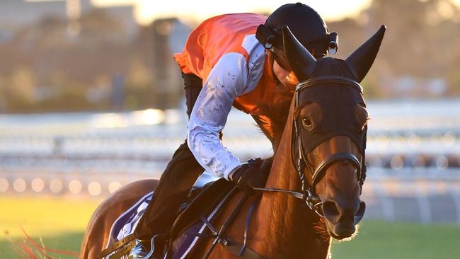 Craig Williams put Vow And Declare through his paces at Flemington on Tuesday. Picture: AAP