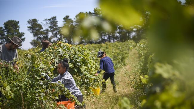 Seasonal workers pick grapes outside Canberra. Picture: AAP Image/Lukas Coch