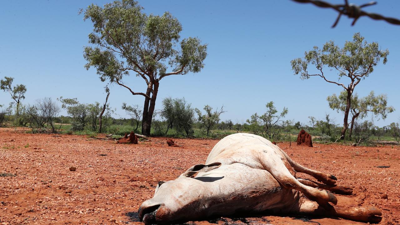 A cow lays dead in between the townships of Julia Creek and Cloncurry, the victim of exposure during the week-long flood event that swamped the north west. Picture: Nigel Hallett