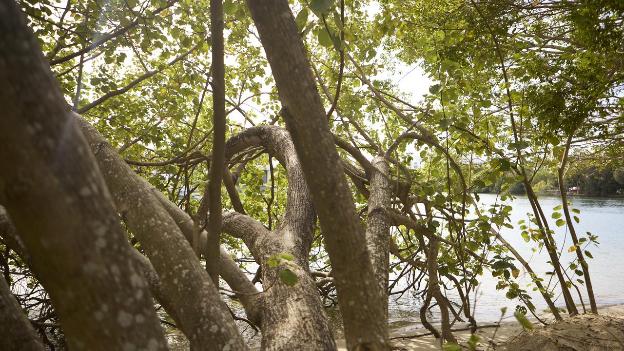 The Noosa Heads Lion Park tree that Yarren was climbing. Picture: LifeFlight.