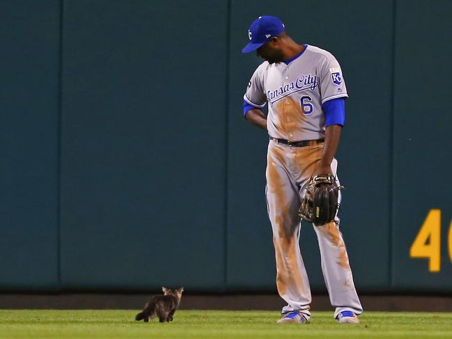 Lorenzo Cain #6 of the Kansas City Royals watches a kitten run across the outfield in the sixth inning during a game against the St. Louis Cardinals at Busch Stadium on August 9, 2017 in St. Louis, Missouri. Picture: Dilip Vishwanat/Getty Images