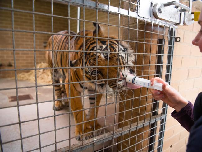 Georgie Greig feeds tiger Binjai. Picture: Jason Edwards