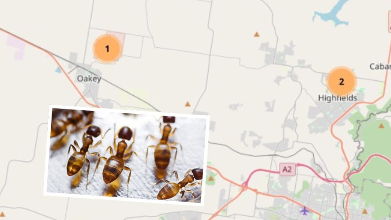 Fire ants have been found in Oakey, northwest of Toowoomba. April 2024.