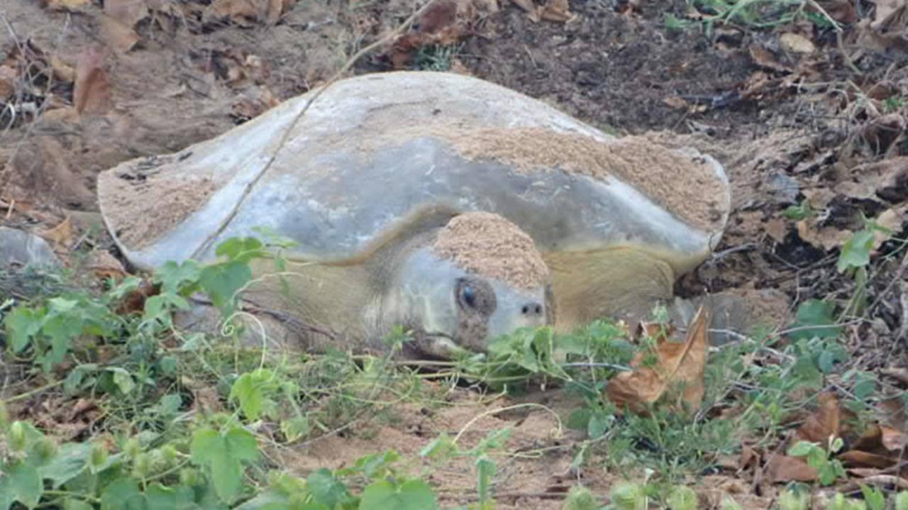 Magnetic Island turtle nests. This is a Flatback adult turtle nesting at Nelly Bay. Picture: Supplied.