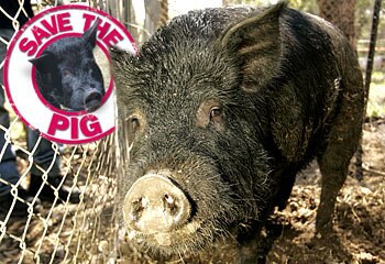 It’s bacon for Bob the pig | Daily Telegraph