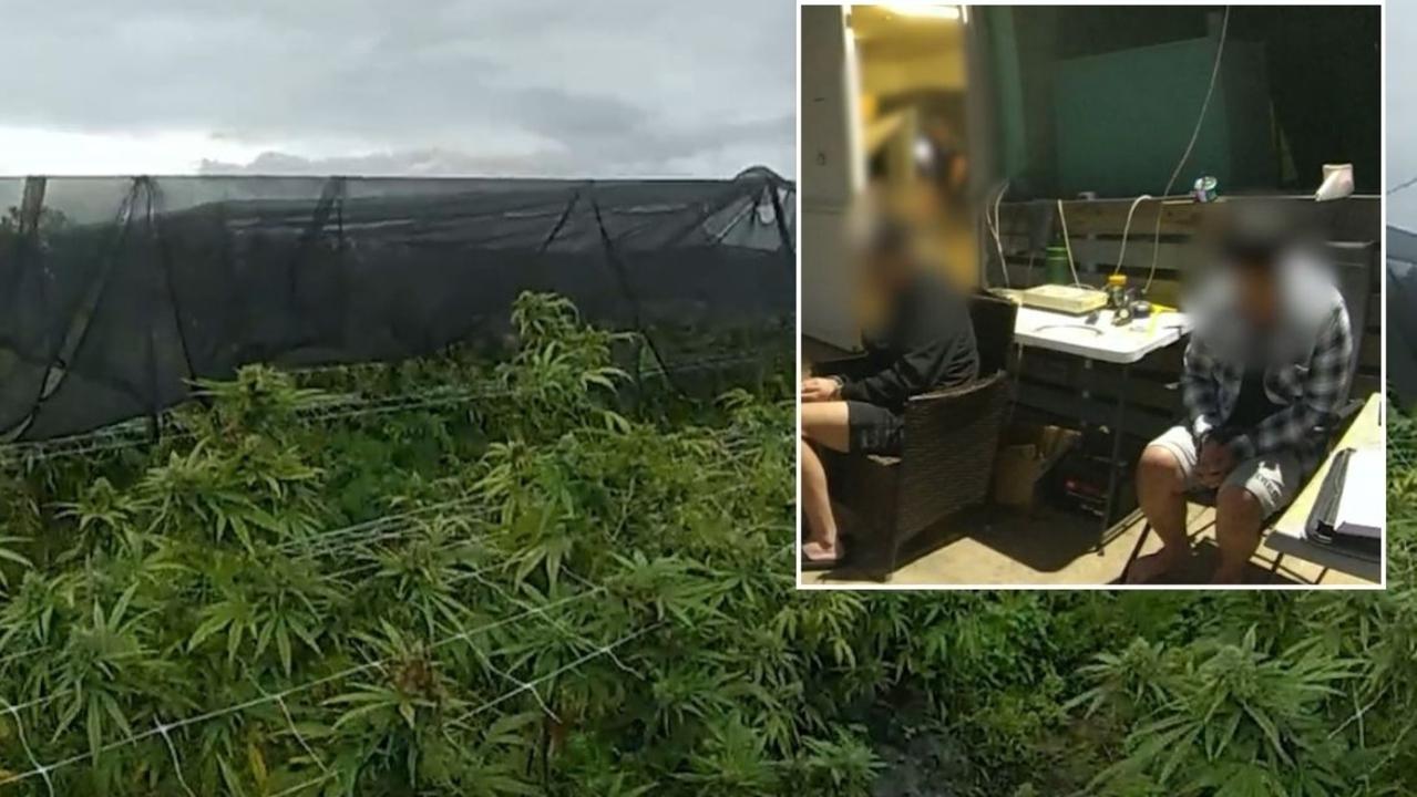 Massive drug bust: Men arrested, 1750 cannabis plants seized