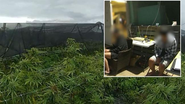 Detectives from the Crime and Intelligence Command State Drug Squad have charged two people and destroyed a large cannabis crop on a rural farm in Bundaberg as part of ongoing investigations into a national drug syndicate.