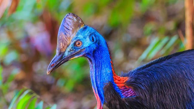 Two cassowaries struck by vehicles near Innisfail, one dead | Daily ...