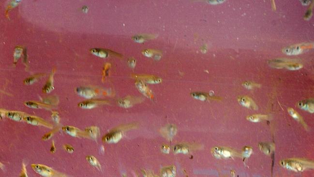 Research suggests that when guppies are placed into an unfamiliar environment, they have various strategies for coping with this stressful situation, with many attempting to hide or explore cautiously.