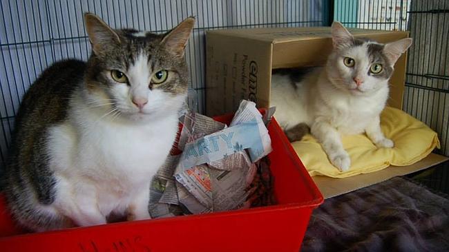Ozzie and Sarah are up for adoption at the Animal Welfare League