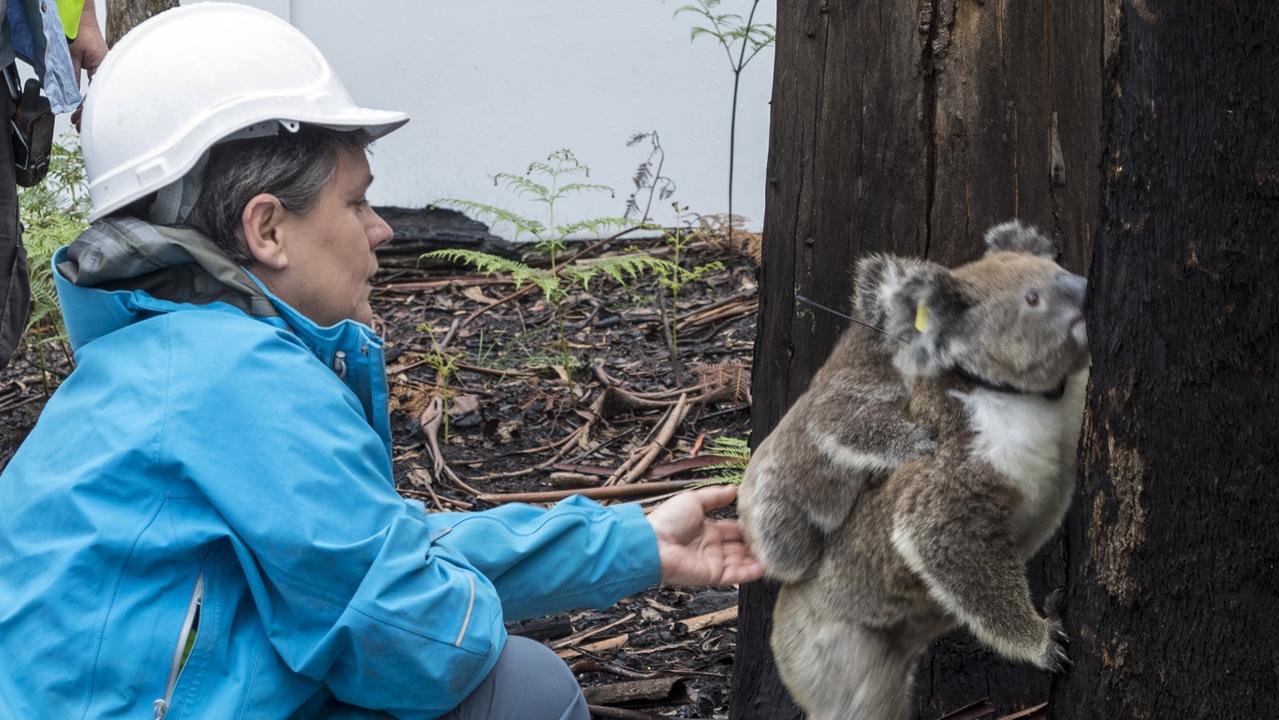 Dogs are helping experts examine koala recovery after the Black Summer bushfires. Picture: Ian Brown.