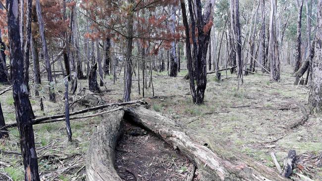 The site where Karen Ristevski’s body was found at Mount Macedon. Picture: Nicole Garmston