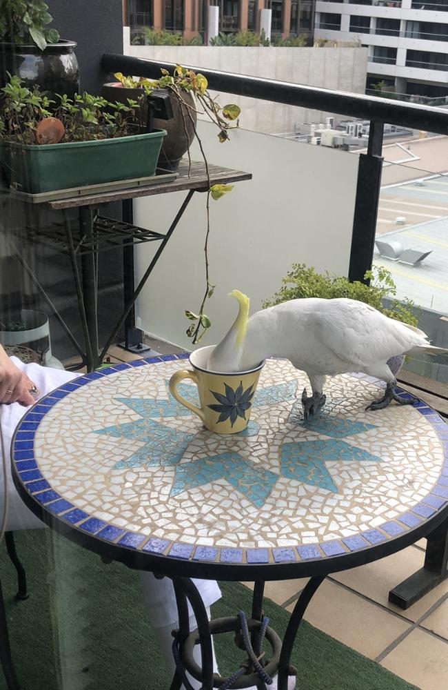 Sulphur-crested cockatoo snapped recently drinking from a coffee cup on a South Melbourne balcony. Picture: Supplied