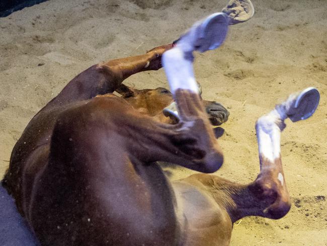 Criterion enjoys a roll after a trackwork session. Picture: Jay Town