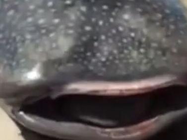 Whale Shark butchered. Picture: YouTube