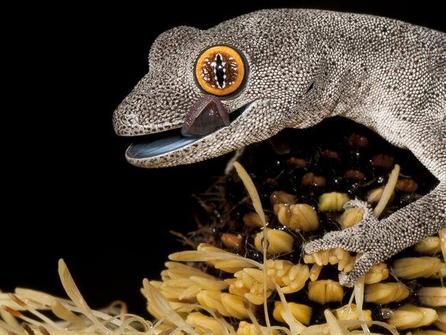 MUST NOT PUBLISH UNTIL MIDNIGHT FRIDAY NOV 7TH MUST CREDIT PHOTOGRAPHER and mention WILD AUSTRALASIA - Celebrating 10 years of the ANZANG Photo Competion- published by Australian Geographic "Soft spiny-tailed gecko Fragments within the urban region of Perth, in Western Australia, still support a diverse range of wildlife. Just 10 minutes from the CBD, it is possible to see the bizarre turtle frog and these stunning spiny-tailed geckos (Strophurus spinigerus). MUST CREDIT: Henry Cook, 2012"