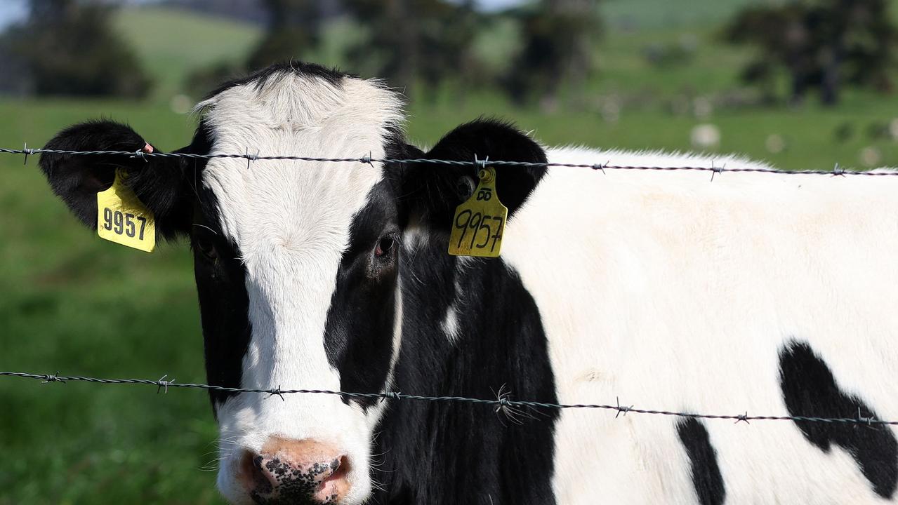 US Researchers Confirm H5N1 Bird Flu Can Spread Between Cows, Mammals ...