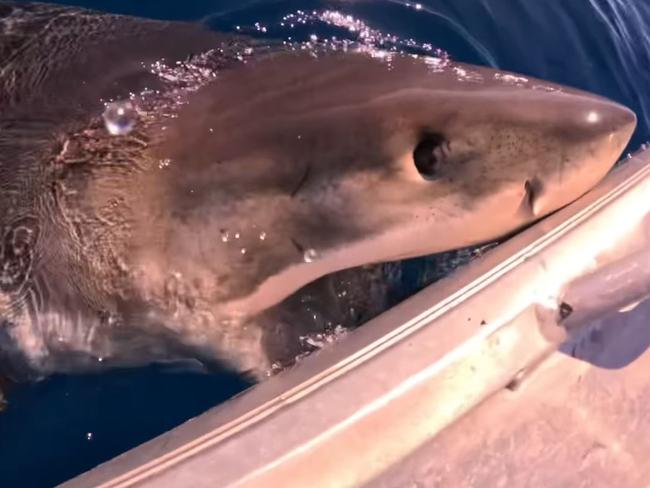 A Great White shark circled a boat off the Sunshine Coast before biting it.