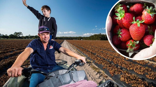 Strawberry famers needs Aussies to buy more to save farmers. Picture: Sup;iekd