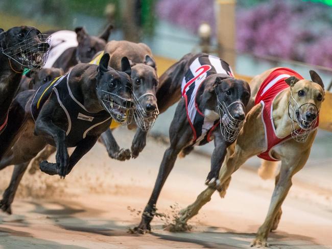 The fields for the Ladbrokes Rising Challenger Series are so tight at the Grafton Greyhound Racing Club tonight it is giving punters an early indication of the excitement ahead of July Carnival time.