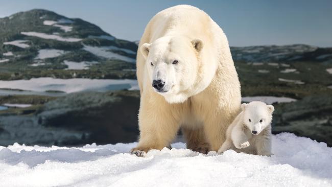 The cub was a little nervous when she first stepped outside Photo: Sea World