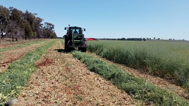 Canola damaged by frost north of Marrar in southern NSW is cut for hay. Picture: Supplied