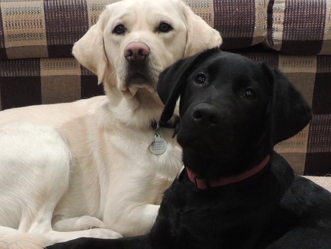 Viking is Monty's shadow. Viking the would-be guide dog is being puppy-raised in Baulkham Hills for Guide Dogs NSW by the Tobin family