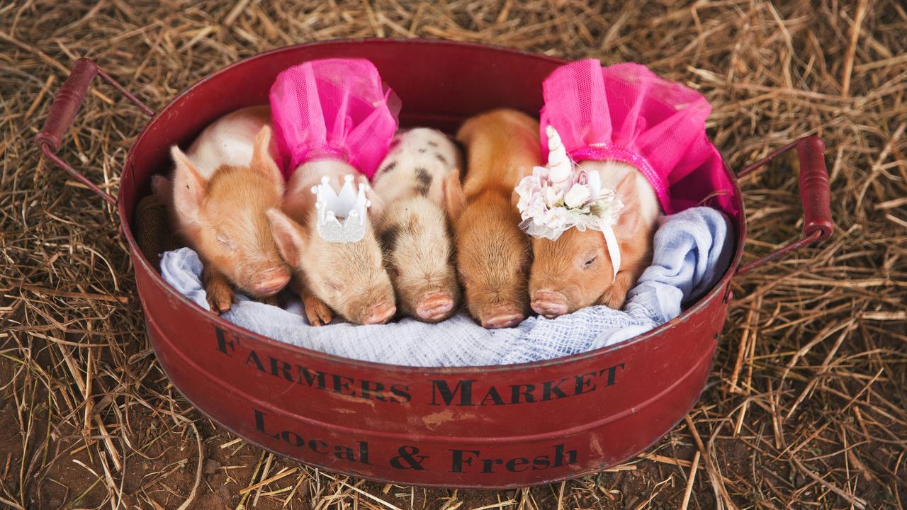 Tinky Watts breeds mini pigs as therapy pets. Picture: Shannon Smith/La Bella Vita Photography.