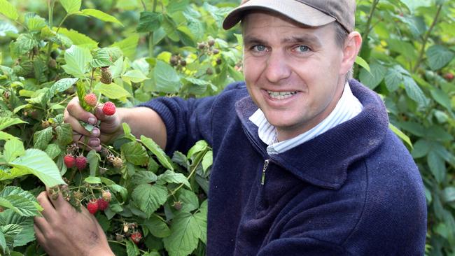 Richard Clarke checking the crop at his Westerway Rsapberry farm.