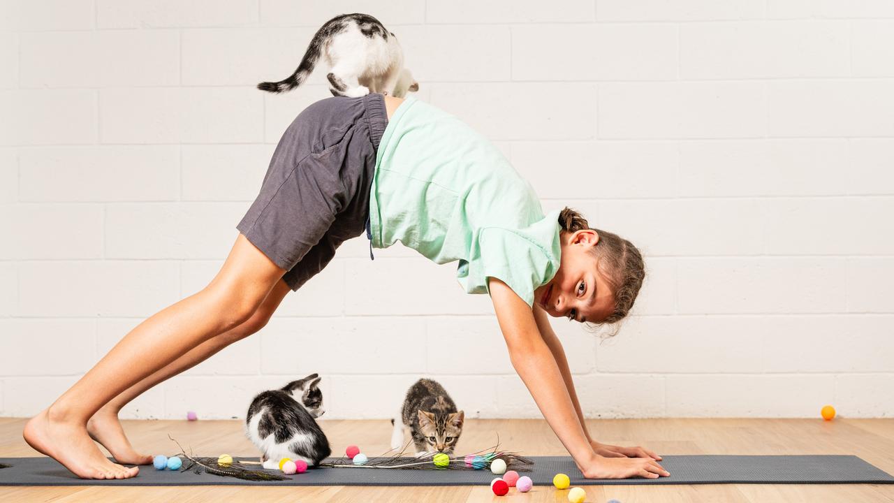 Jackson Blenkin as Bloom Holistic Collective cat yoga fundraiser and adoption drive, Friday, November 29, 2024. Picture: Kevin Farmer