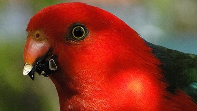  Reader's Pics; Sent in by:Dani Katz; Email: danikatz@bigpond.net.au; Phone : 0414552403; Photo Title: Young male King Parrot...