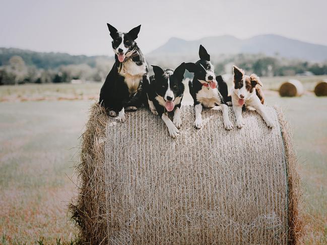 Riverside Lilly, Riverside Riley, Wernobah Ellie and Alvaglen Grace work on a dairy farm near Kyogle in NSW.  IMAGE: BEC SNEATH