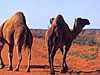 wild camels