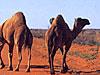 wild camels