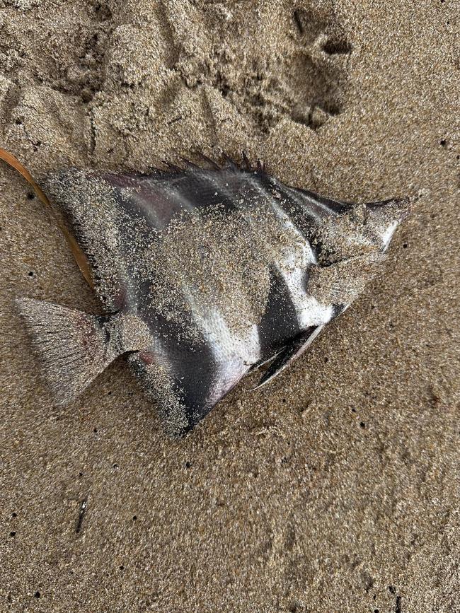 Multiple residents reported feeling sick after being exposed to the sand and water. Picture: Facebook