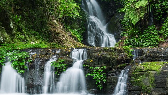 The beginner-friendly Elabana Falls Track is a half-day walk that branches off the Main Border Track, about 1km from O’Reilly’s Rainforest Retreat.