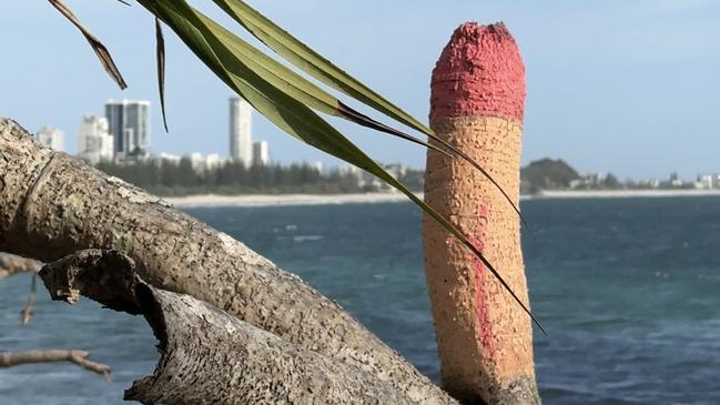 Burleigh Heads National Park’s popular Oceanview walk has been defaced on Saturday morning in vulgar acts by vandals.