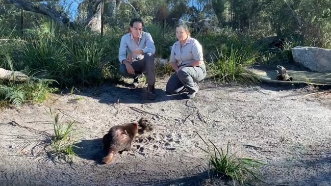 Tasmanian devils at Saffire