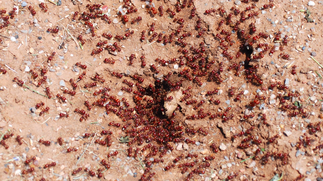 Fire ants could cost New South Wales over $1 billion every year. Photo by: HUM Images/Universal Images Group via Getty Images.