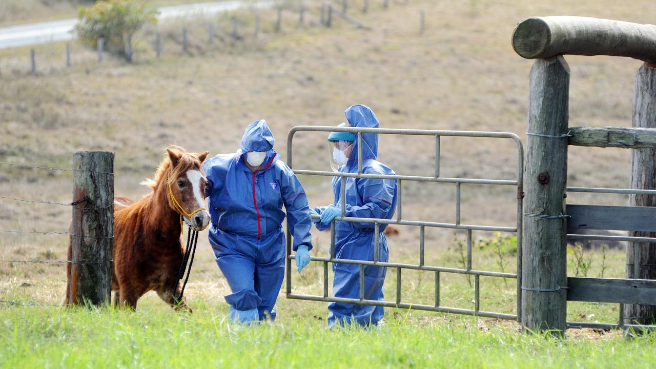 Hendra virus case detected in Queensland | news.com.au — Australia’s ...