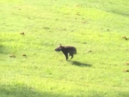 The koala at a Whiteside property today.