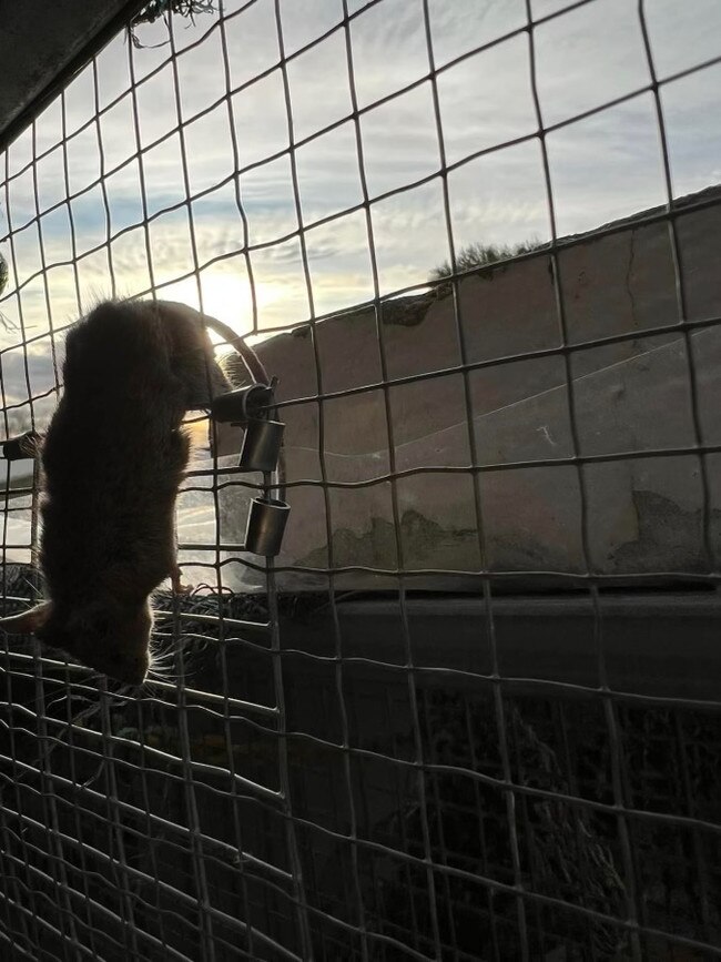 A mouse caught at Golden Grove property. Picture: Supplied