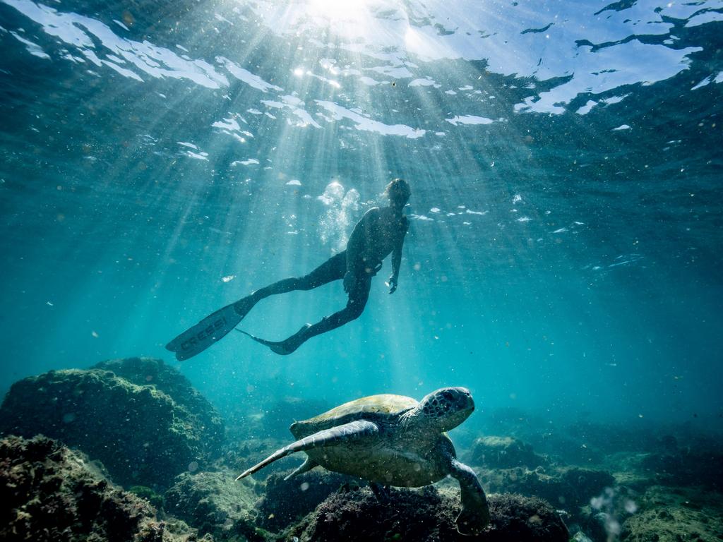 Rob White diving with turltes at Cook Island. Picture by Luke Marsden.