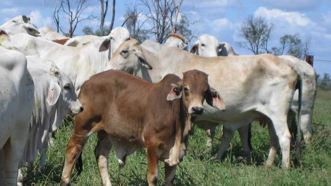 CPC has added the 17,600ha Jimarndy aggregation to its existing portfolio, which carries about 300,000 head of cattle across eight farms and covers 3.6 million hectares.