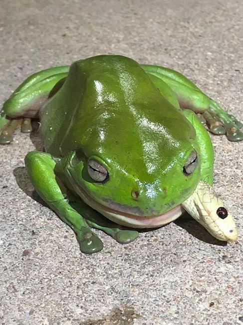 A green frog eating a coastal taipan at Stuart. Photo: Jamie Chapel