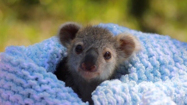 Meet Elsa the koala joey