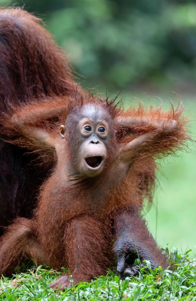  Orang  utans Photographer Brian Matthews spends ten years in Indonesian rainforest The Courier 