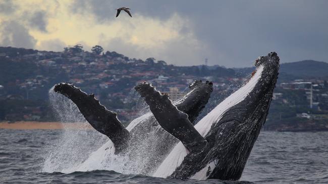 Whale breaching off Manly. Picture: Jonas Liebschner.