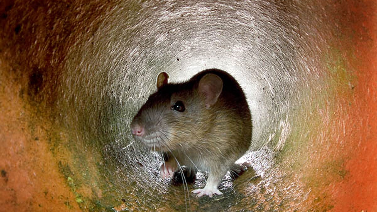 Rats are a big problem on the Darling Downs. Picture: AFP PHOTO